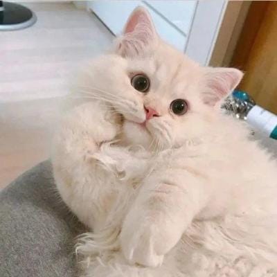 Taufik Hidayat avatar